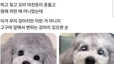 우리집 개는 고구마 앞에선 견격이 바뀜